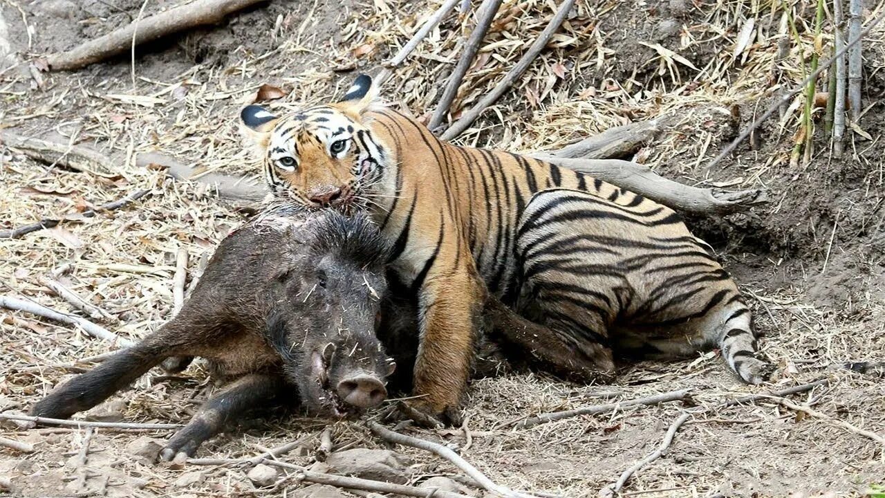 Тигр лев крокодил. Суматранский леопард. Амурский тигр на охоте. Тигр охотится. Амурский тигр охотится.