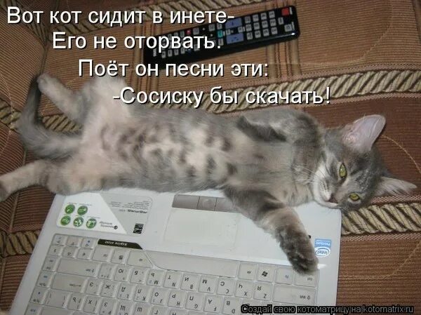 Песня про кота видео. Песни про кота. кот сидит и поет. котик поет песни. кот из песенки.