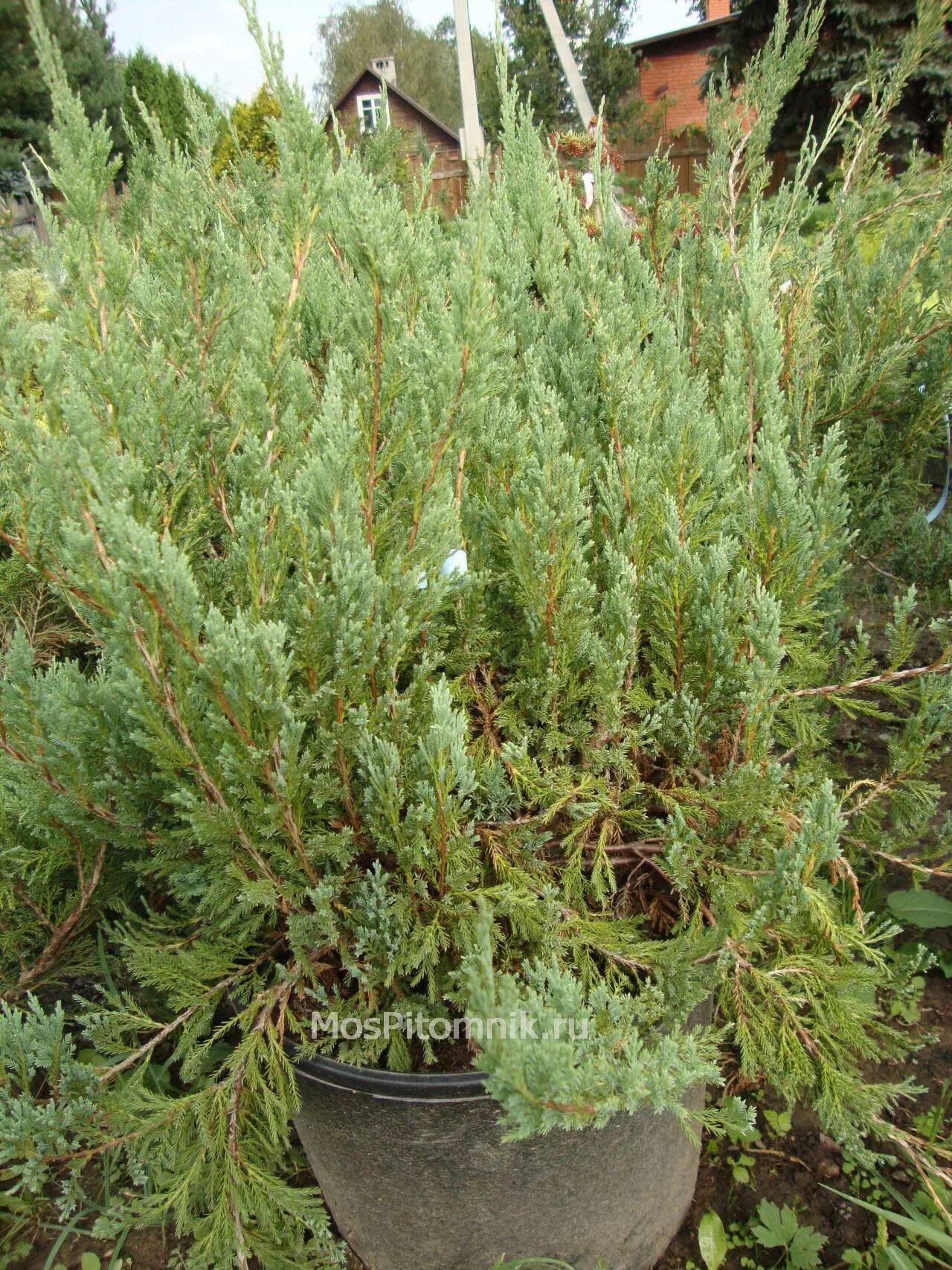 Можжевельник горизонтальный 'Agnieszka' - Juniperus horizontalis 'Agnieszka' - "