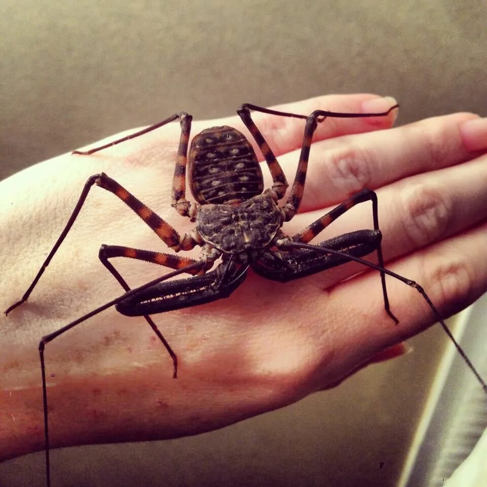 Фрин демон паук. Фрин дамон паук. Фрин дамон паук. Фин паук. Фин паук.