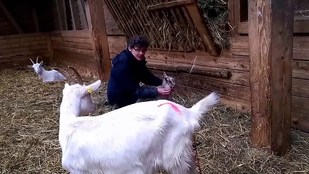 Кормление новорожденных козлят. Новорожденные козлята. Дойка козы. Козёл с сеном. Коза в сарае с новорожденными козлятами.