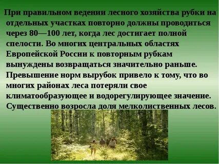 Проект лесного массива