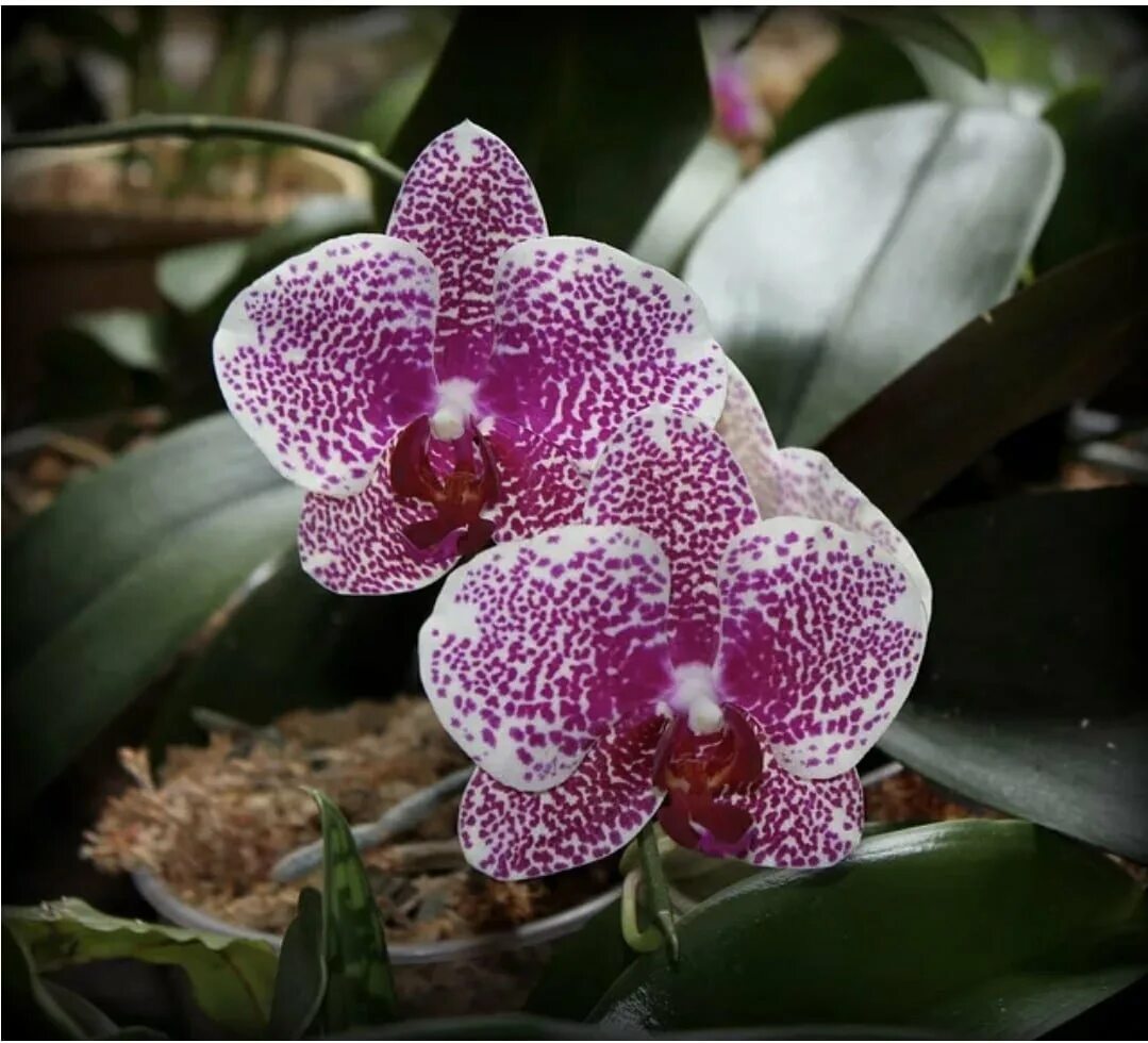 Фаленопсис sun. Фаленопсис taida ‘red angel’. Miro sun beauty miro фаленопсис. K106 phal. Фаленопсис sun.