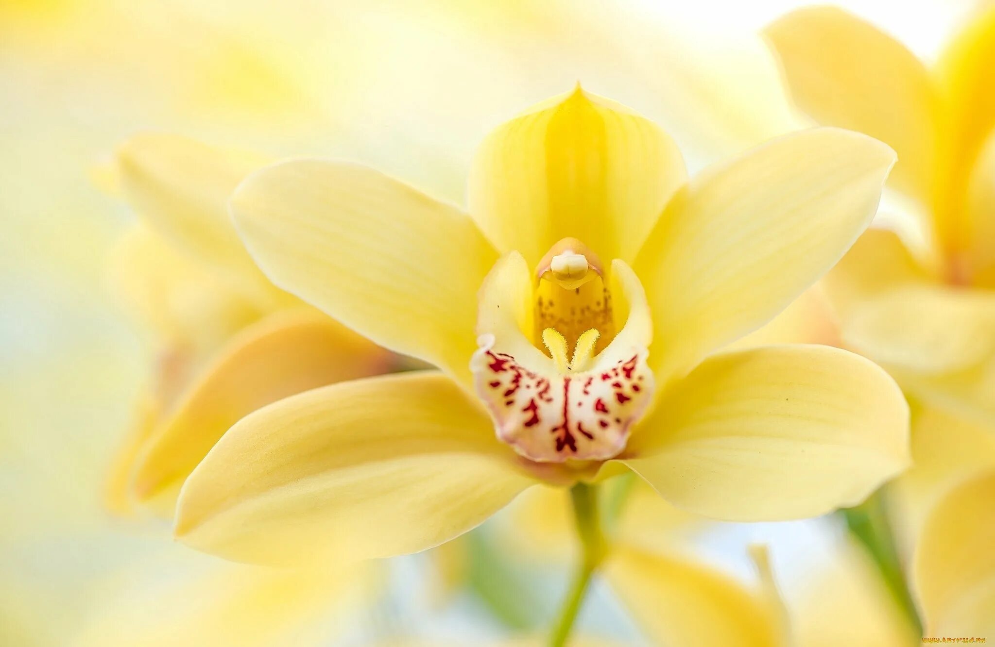 Орхидеи желто розовые. Жёлтая Орхидея фаленопсис. Лимонная Королевская Орхидея. Желтая Орхидея ваниль. Орхидея бело желтая.