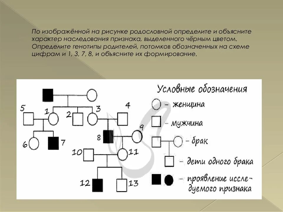 Отметь генотип. Схема родословной Тип наследования генотип. Определите Тип наследования признаков 3 поколения. По схеме родословной определите Тип наследования признака. Пр роддлмловнрй определитеттр наследования признаков.