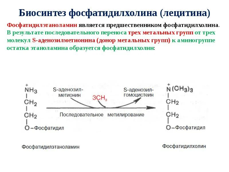 Фосфатидилхолин это. Фосфатидилсерин фосфатидилэтаноламин фосфатидилхолин. Биосинтез фосфатидилхолина из Холина. Биосинтез фосфатидилэтаноламина. Биосинтез фосфатидилхолина в печени.