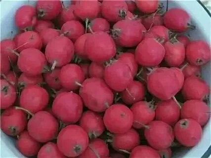 Боярышник скрещенный с шиповником