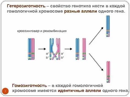 Гомозиготность