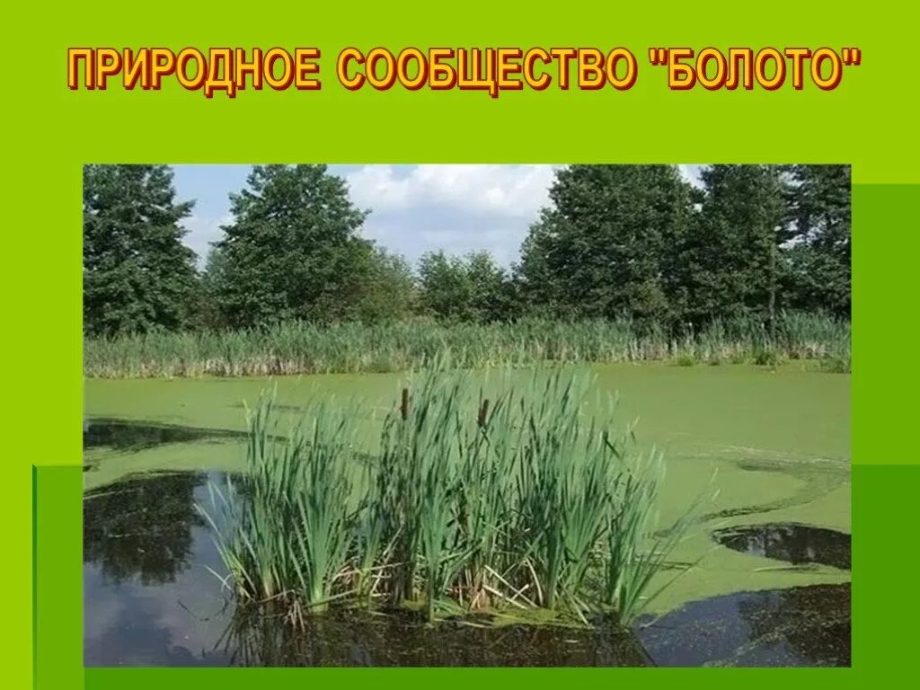 Болото и здоровье