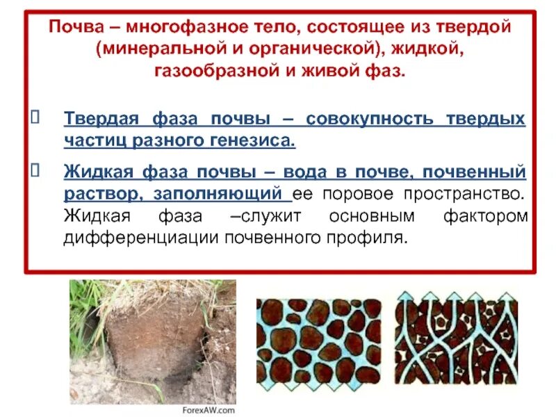 Что относится к твердой составляющей почвы. Жидкая фаза почвы. твердая фаза почвы. твердая фаза почвы почвы. твердая и жидкая фазы почвы.