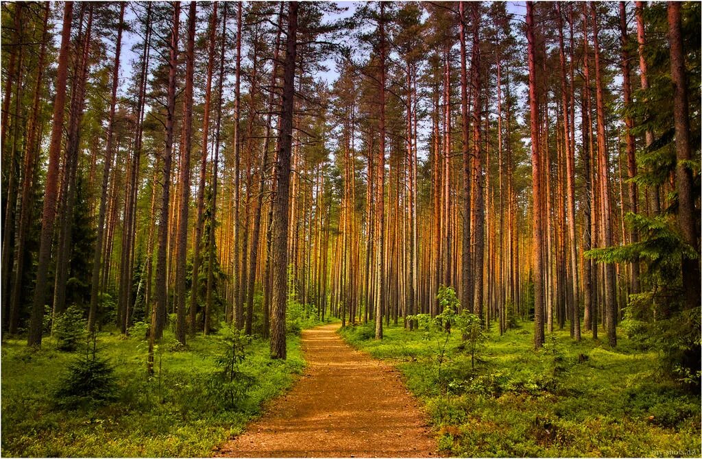 Доступный лес. Нелесные земли лесного фонда. Земли лесного фонда РФ. Земли лесного фонда Тамбовской области. Леса Тюмень землях лесного фонда.
