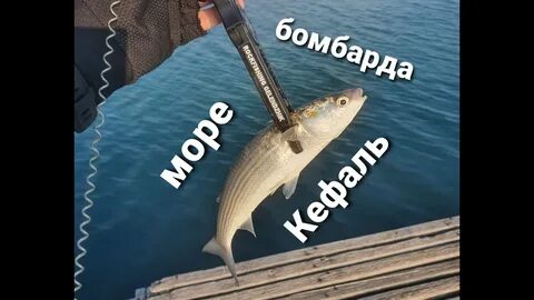 Ловля кефали в черном море с берега