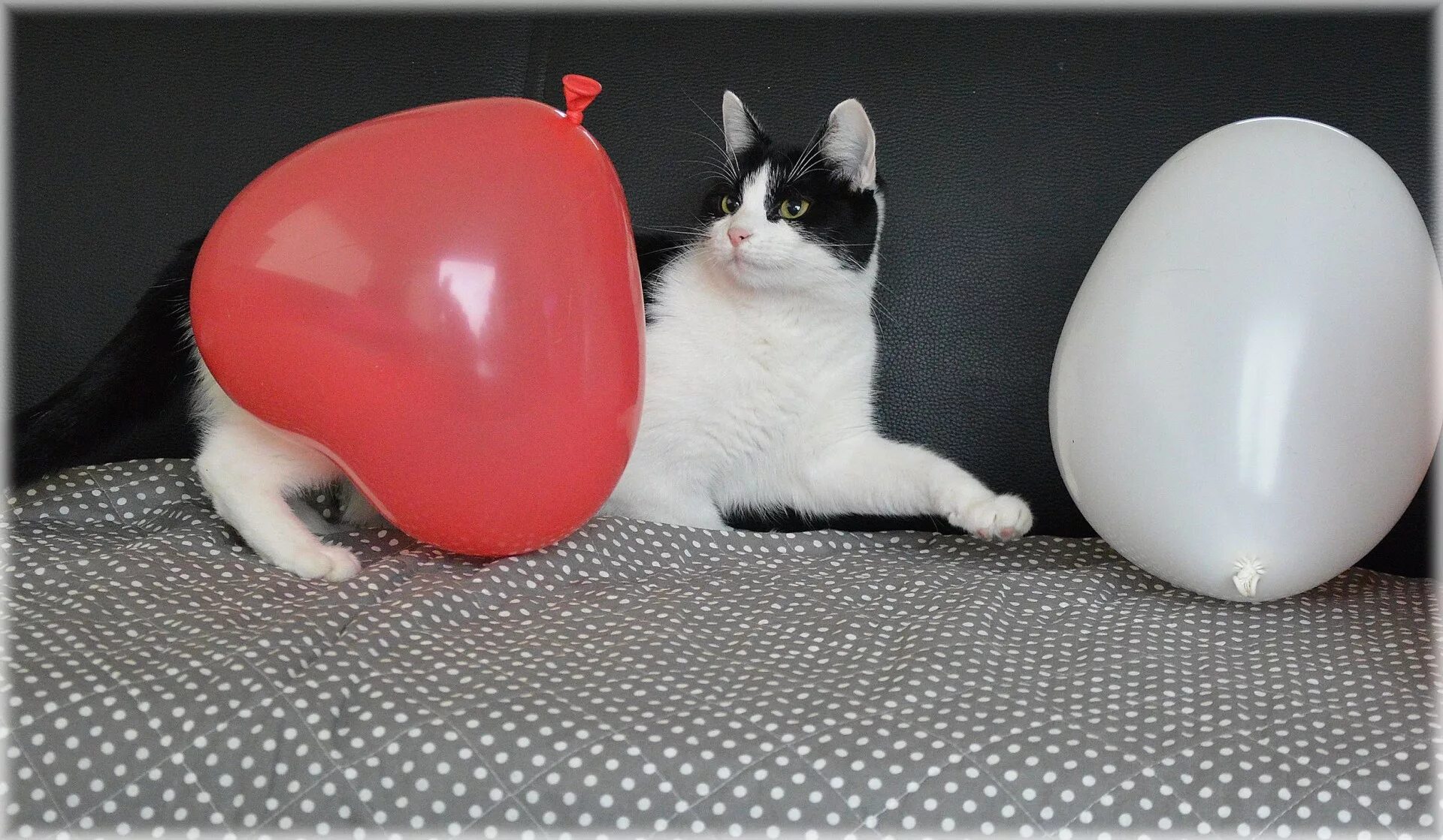 Кошка с воздушными шариками. Кошечка с воздушным шариком. Воздушные животные. Кот играется с шарами.