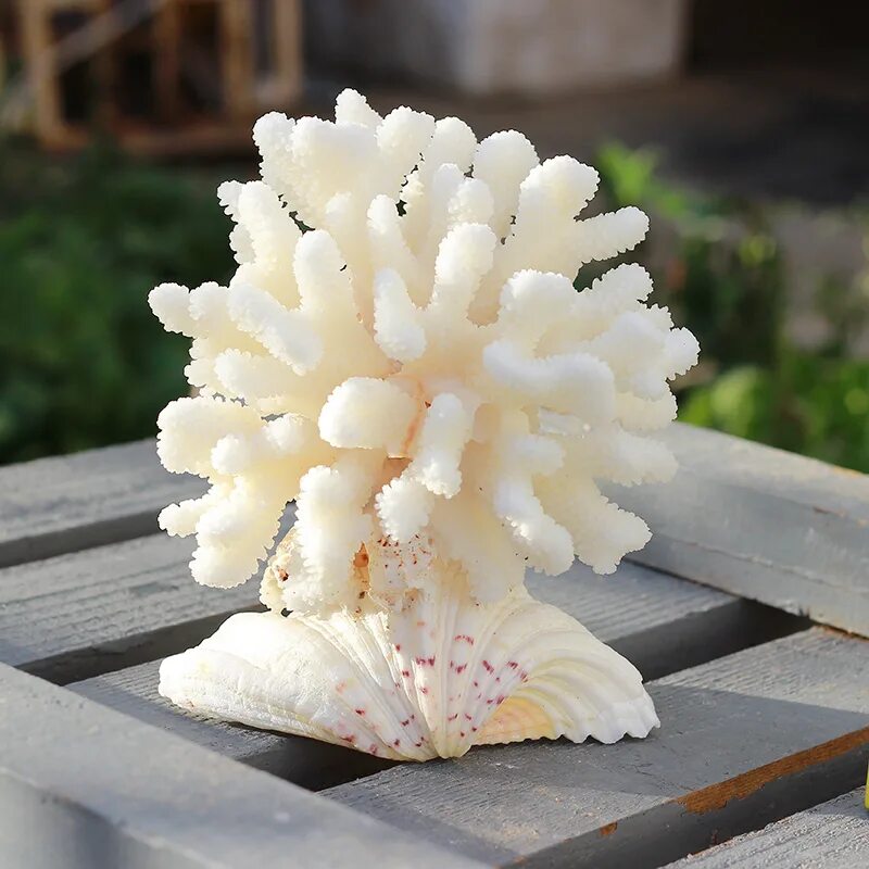 Белый коралл Санго. Изделия из белого коралла. Натуральный морской коралл белый. Кораллы из моря.