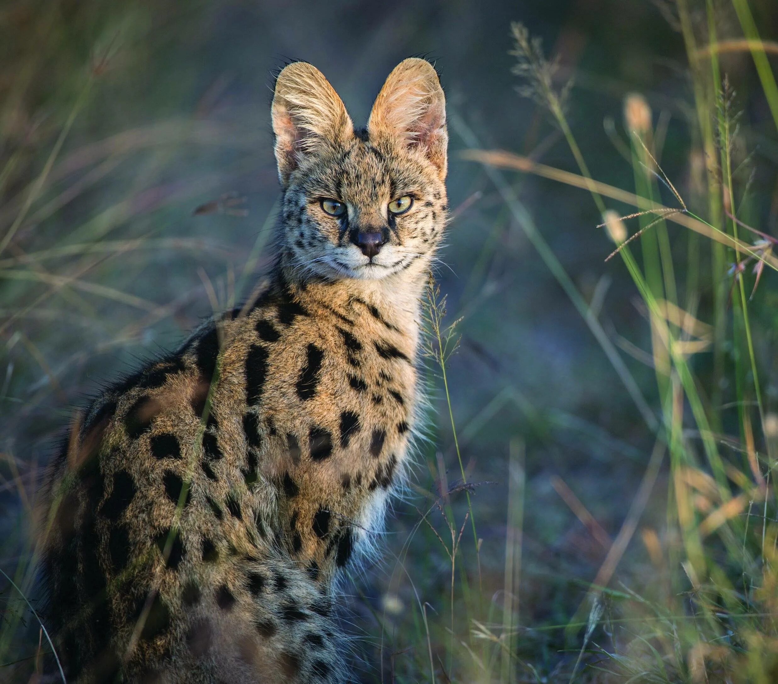 Сервал меланист. Африканская кошка сервал. Сервал Ашера. Сервал (Leptailurus Serval),.