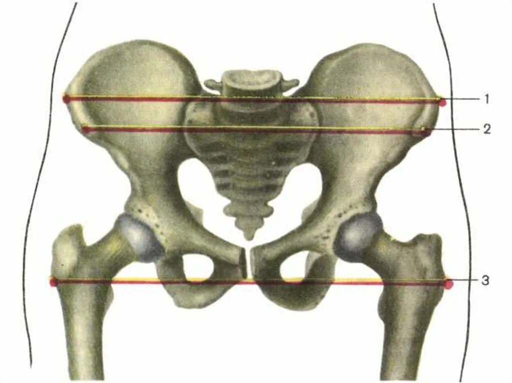Кости таза сколько