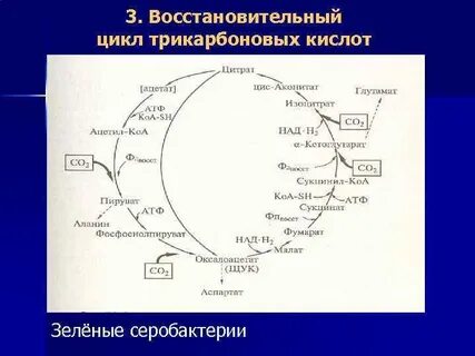 Цикл трикарбоновых