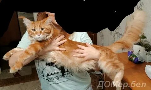 Кун минск