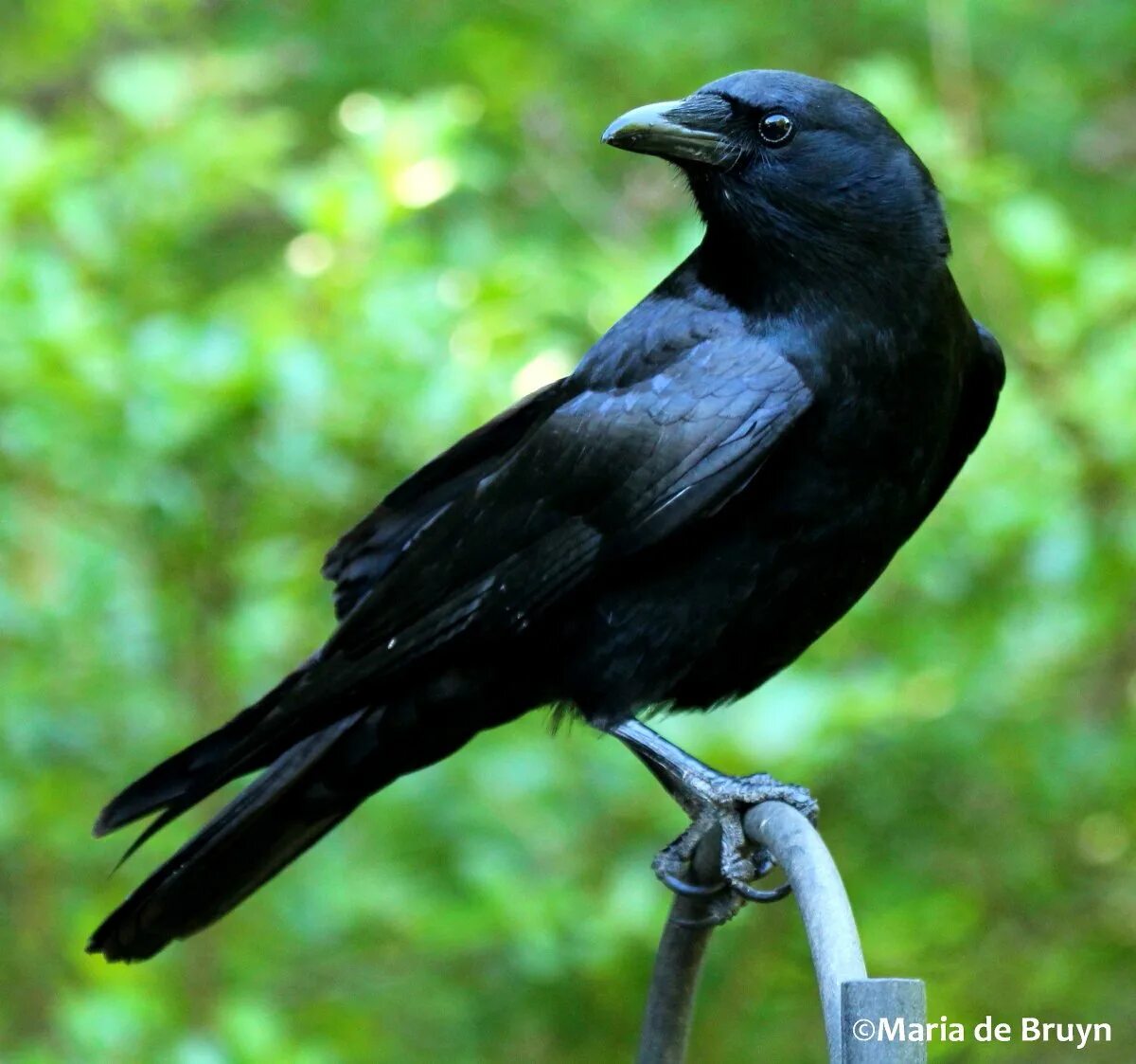 Картины с воронами. Ворон обыкновенный. Crow 24. Ворон. Вороны в россии.