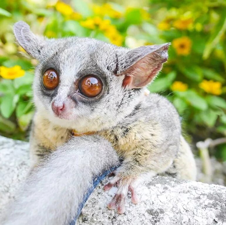 похож на лемура. сенегальский галаго лимур. сенегальский галаго. животное похожее на лемура. лемур галаго.