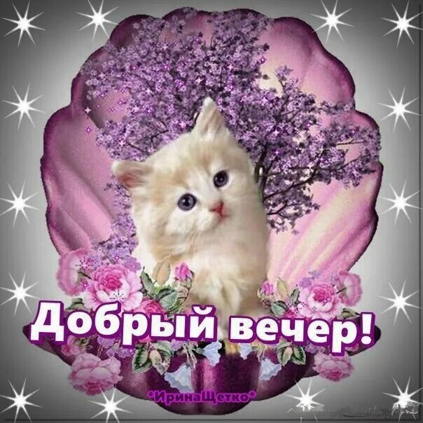 Добрый вечер картинки с котятами. Открытка добрый вечер котятами. добрый вечер с котиками. добрый вечер с котятами. добрый вечер кот.