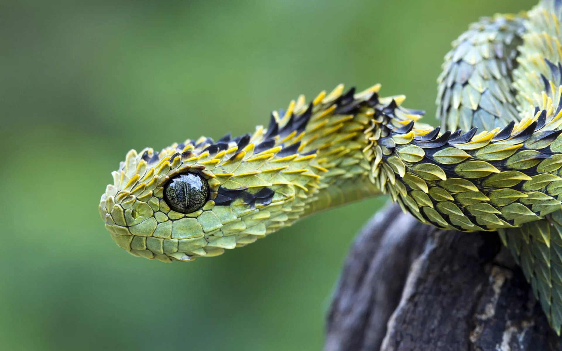 Травоядные змеи. Кустарниковая гадюка (Atheris. АТЕРИС змея. Колючая кустарниковая гадюка. Шершавая древесная гадюка (Atheris squamigera).