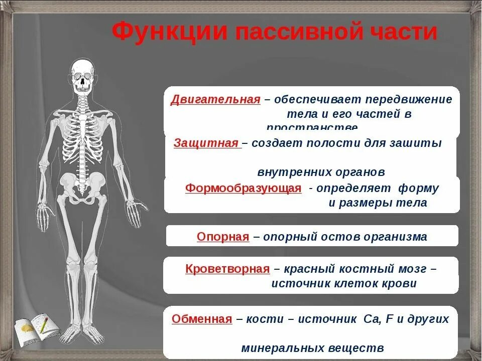 Строение и функции скелета человека. Функции активной части опорно-двигательной системы. опорно двигательная система строение костей. опорно двигательная система человека 8 класс биология. функции опорно-двигательной системы 8 класс.