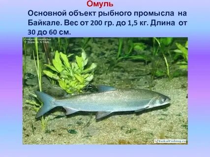 Байкальский омуль среда обитания