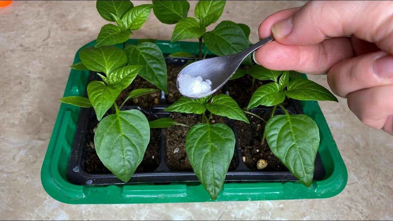 Подкормка перцев на подоконнике. Подкормка перцев на подоконнике. Горький перец огонек. Сеянцы перца. Подкормка перцев на подоконнике.