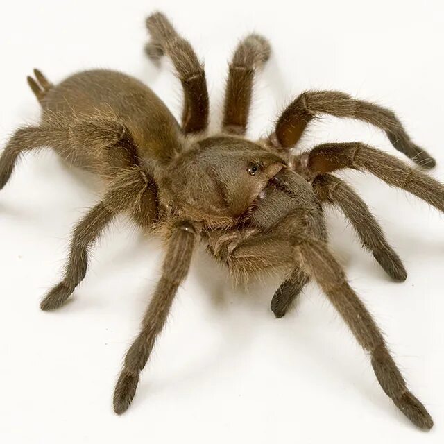 Тарантул это паук. Паук тарантул австралийский. австралийский тарантул (australian tarantulas, phlogius crassipes). южнорусский тарантул. южнорусский тарантул фото.