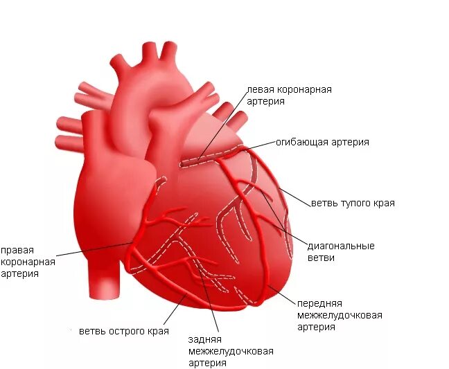 Анатомия коронарных артерий сердца. Венечные артерии сердца анатомия. Сердце человека анатомия коронарных артерий. Коронарная анатомия сердца.