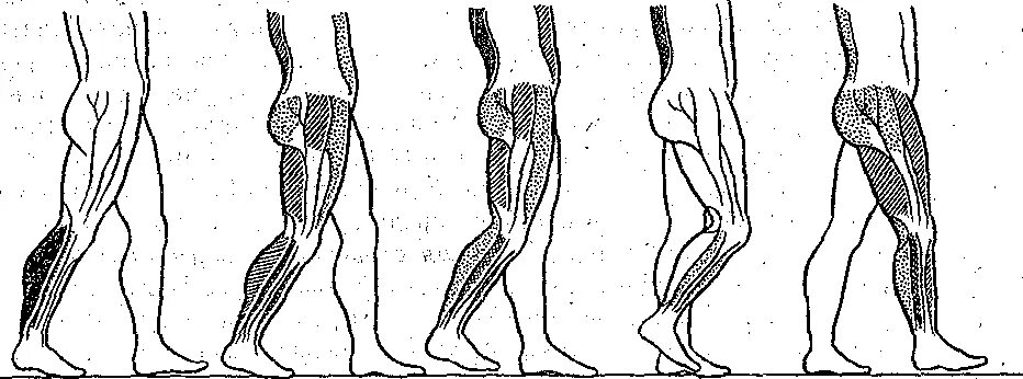 Биомеханика шага человека. Биомеханика ходьбы человека. Биомеханика стопы при ходьбе. Биомеханика мышц голени. Движение конечностей 3