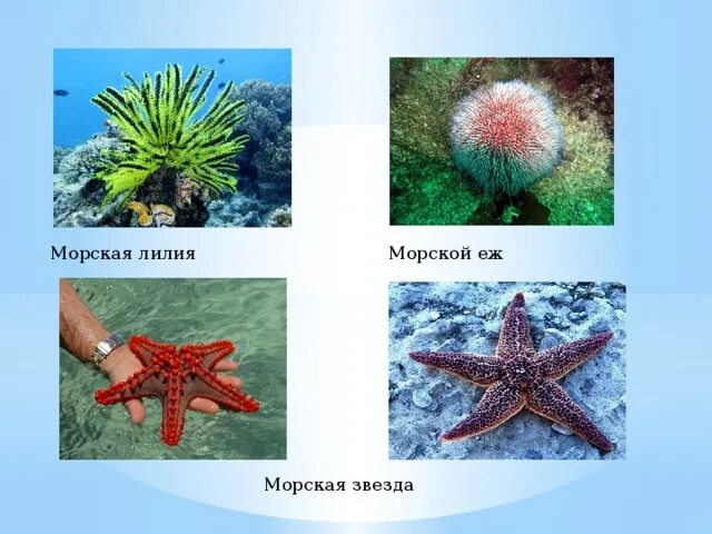 Морская звезда биология 5 класс. Морская звезда описание. Лилия морская звезда. Морская звезда морской ёж морская Лилия это. Контрольная по теме беспозвоночные