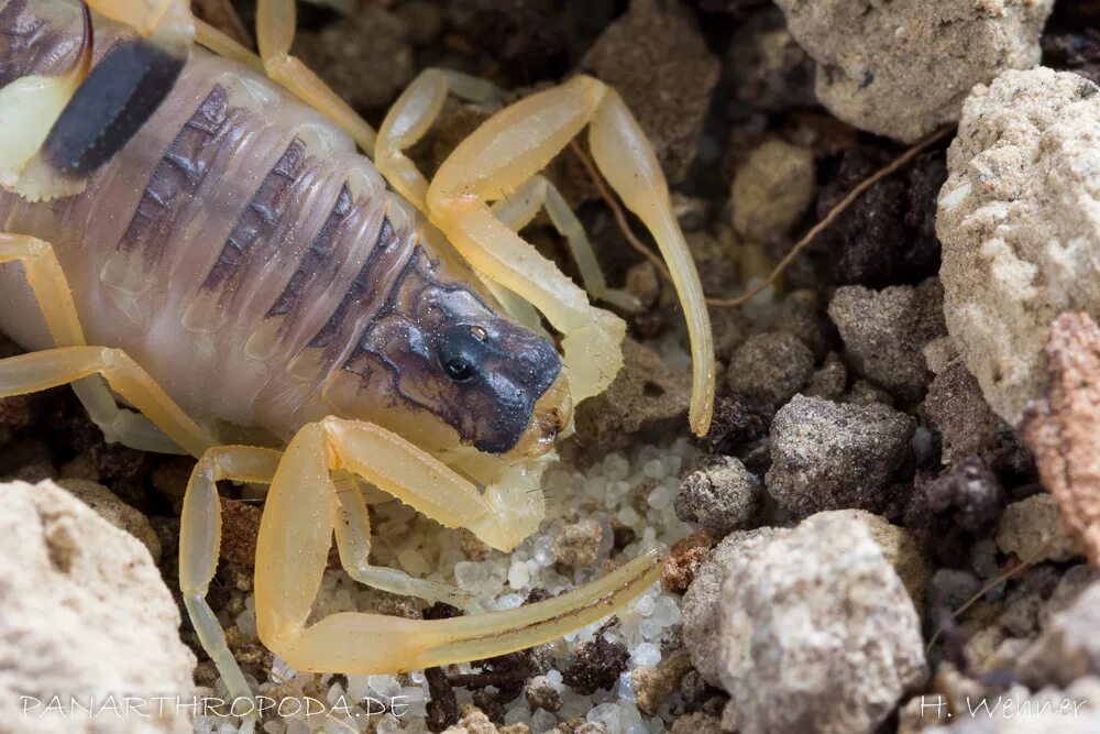 желтый скорпион лейурус. Leiurus quinquestriatus. палестинский скорпион генурис. скорпион leiurus quinquestriatus (deathstalker). скорпион вида leiurus quinquestriatus.