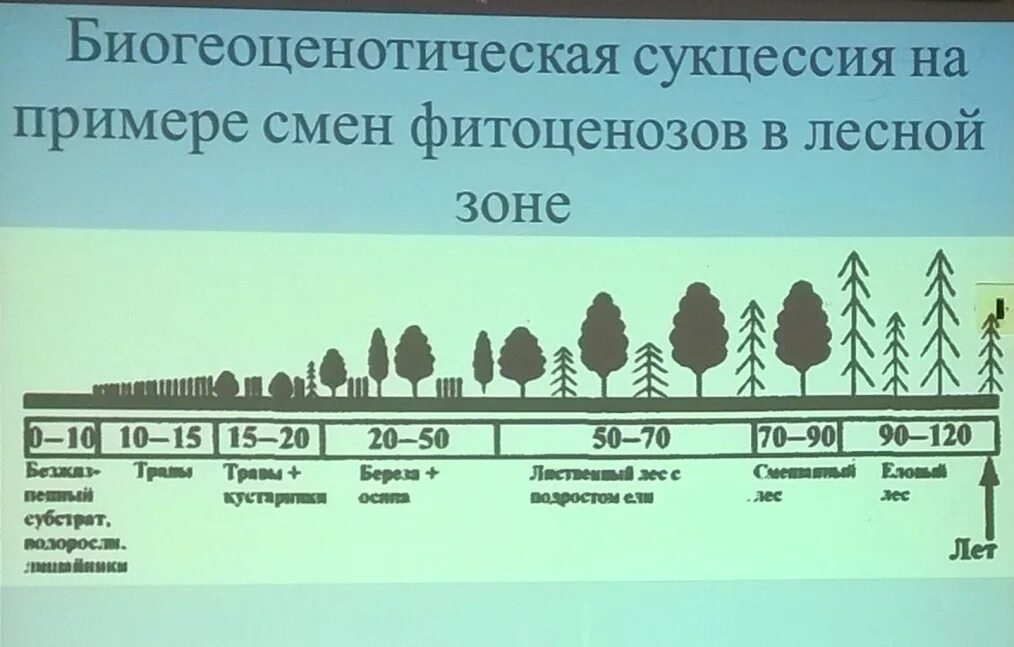 Что запускает экологическую сукцессию. Что запускает экологическую сукцессию