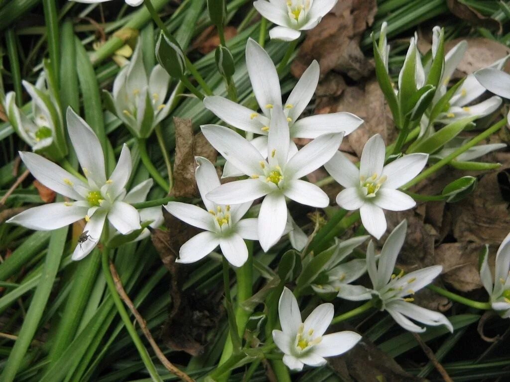 Луковичные многолетники птицемлечник. Птицемлечник umbellatum. Орнитогалум (Ornithogalum) umbellatum. Птицемлечник Пиренейский. Название луковичных первоцветов