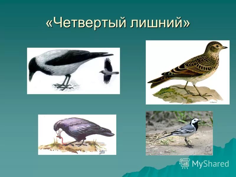 Игра какая птица лишняя. Карточки с изображением домашние птицы. Кто лишний птицы. Зяблик и жаворонок. Картинка какая птица лишняя.