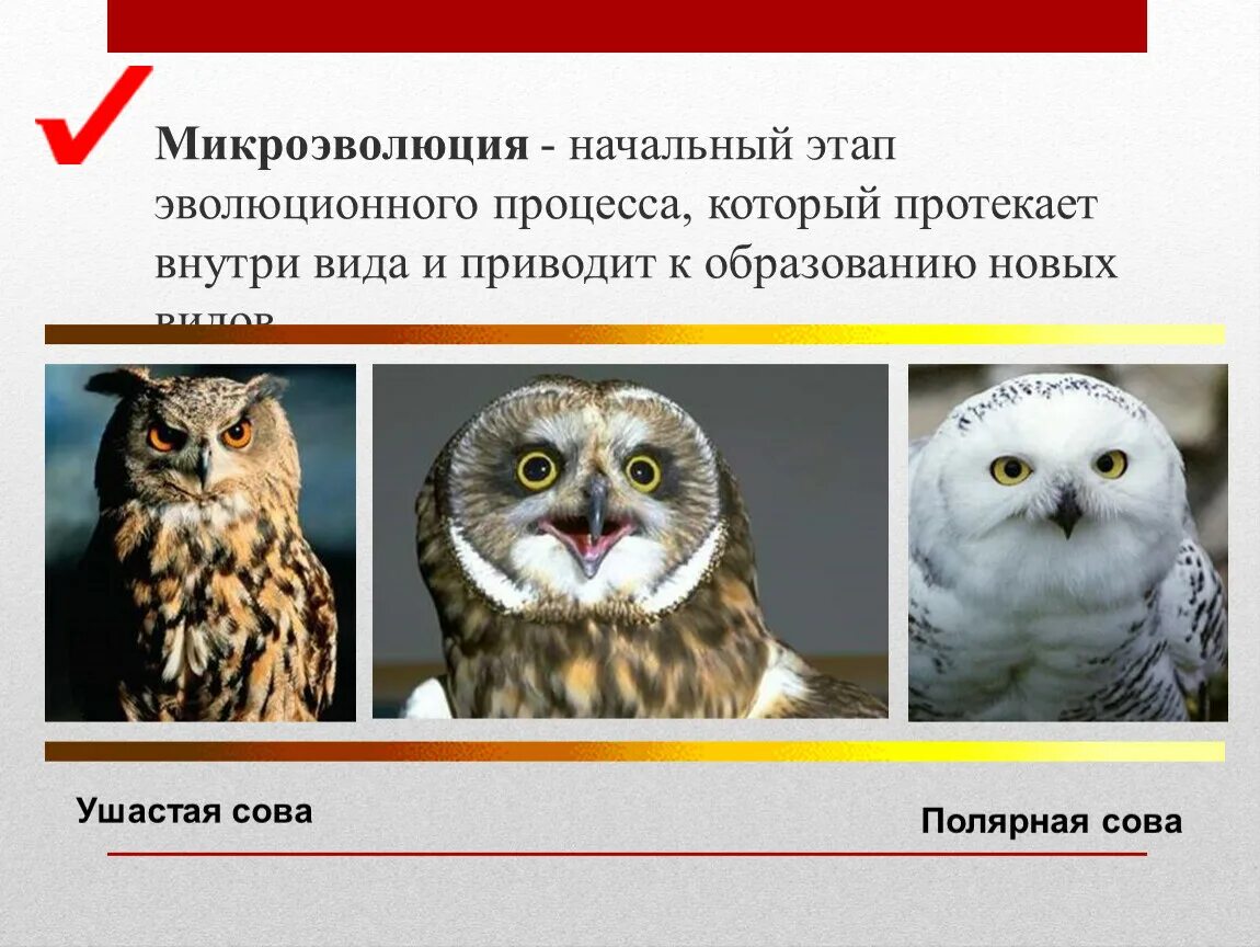 Микроэволюция приводит к образованию новых. Микроэволюция. микроэволюция примеры животных. микроэволюция это в биологии. микроэволюция движущие силы.
