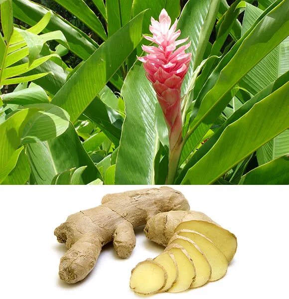 имбирь аптечный. сорта имбиря. зеленый кардамон специя. Elettaria cardamomum. имбирь растение.