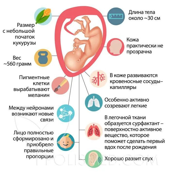 24 неделя беременности размеры. Размер плода на 24 неделе беременности. Размер малыша на 24 неделе беременности. 24неделья беременности. Размер ребенка на 24 неделе.