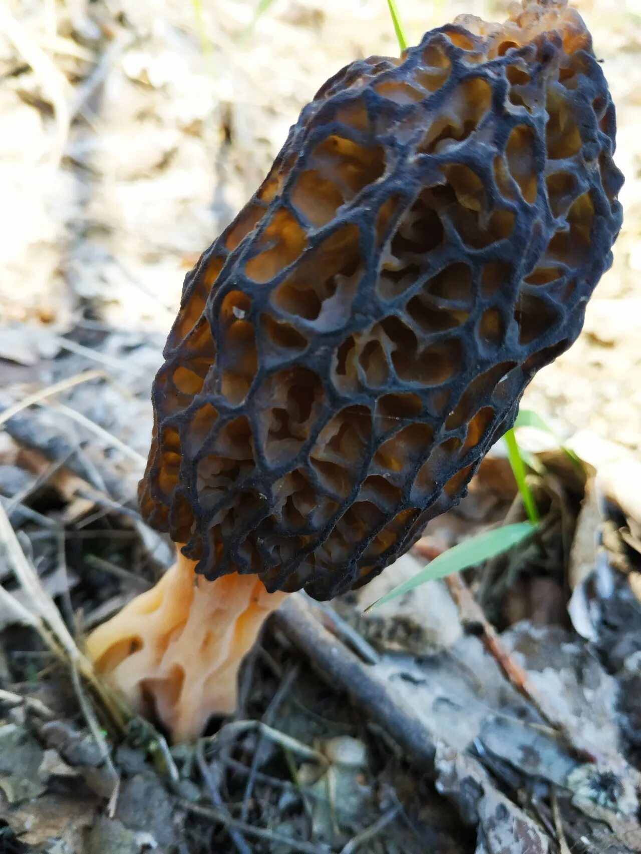 Весенний гриб похожий на сморчок. Королевский сморчок. Сморчки грибы. Сморчки конические грибы. Весенние грибы сморчки.