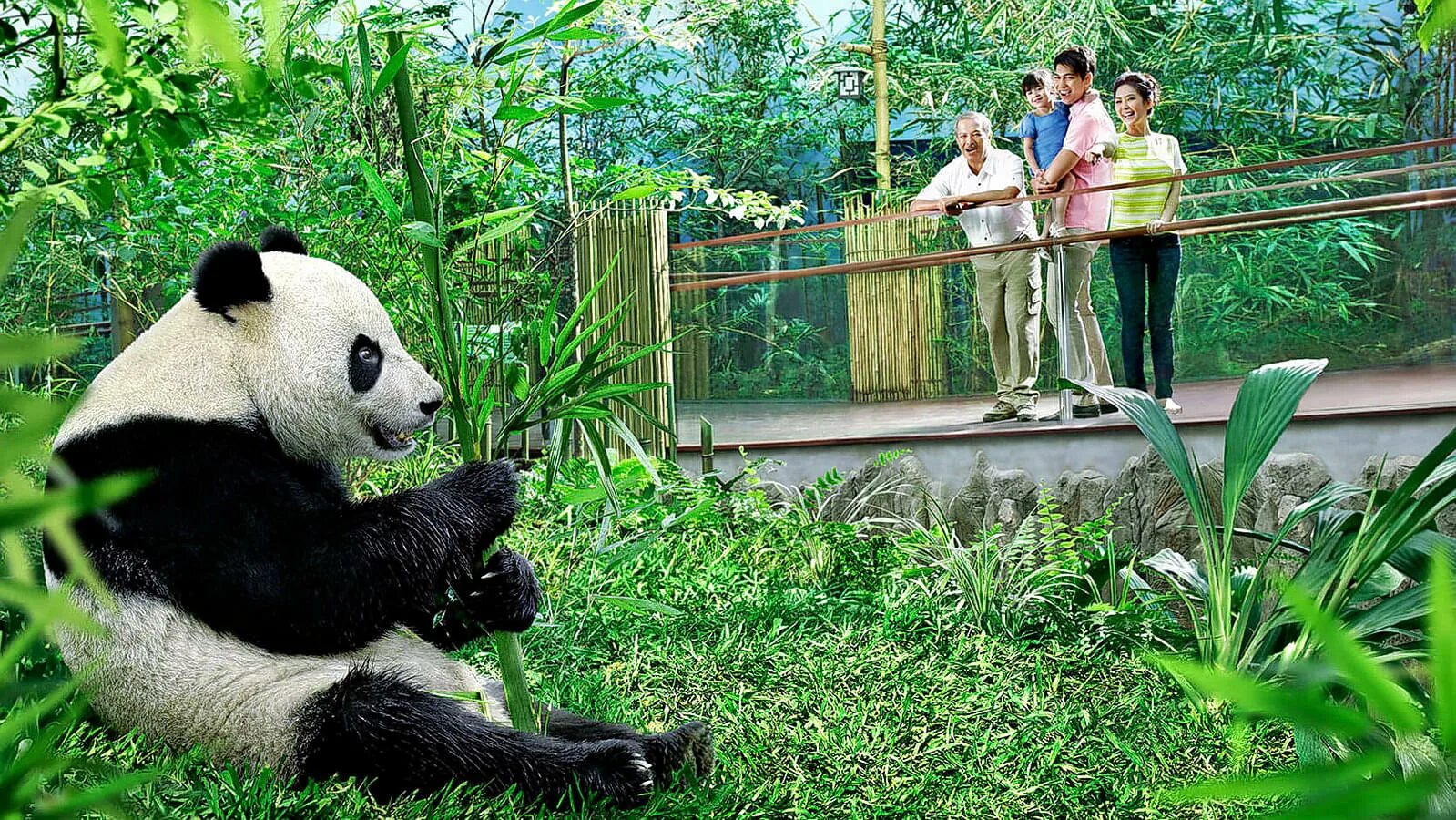 Panda falling trees