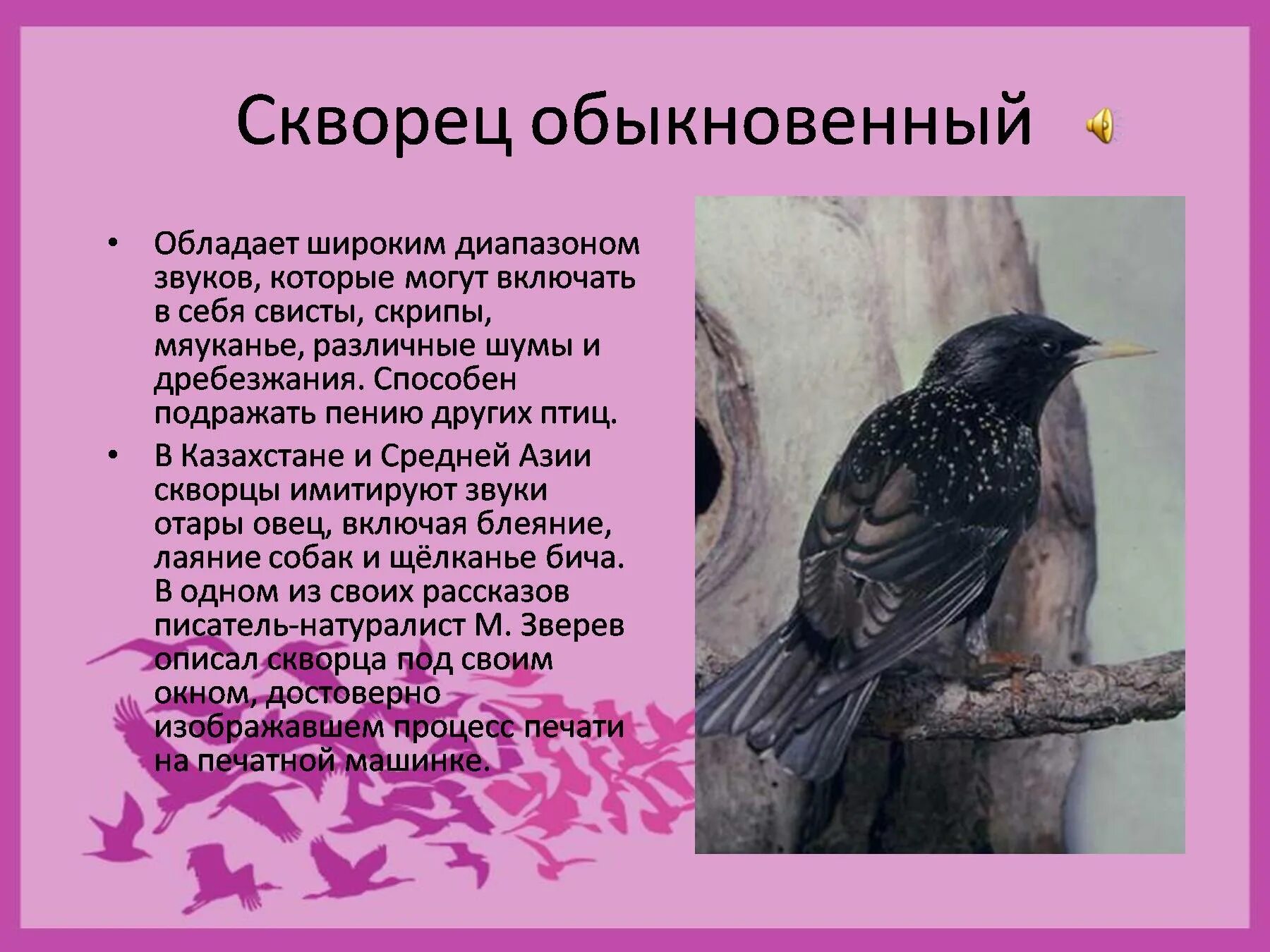 Скворец количество звуков. Отряд Воробьинообразные презентация. Доклад про скворца. Воробьинообразные птицы презентация. Воробьинообразные, скворцы.