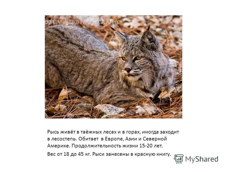 Рысь в субтропиках. Рысь на задних лапах. Рысь водится в лесной зоне. Рысь водится в лесной зоне. Рысь водится в лесной зоне.
