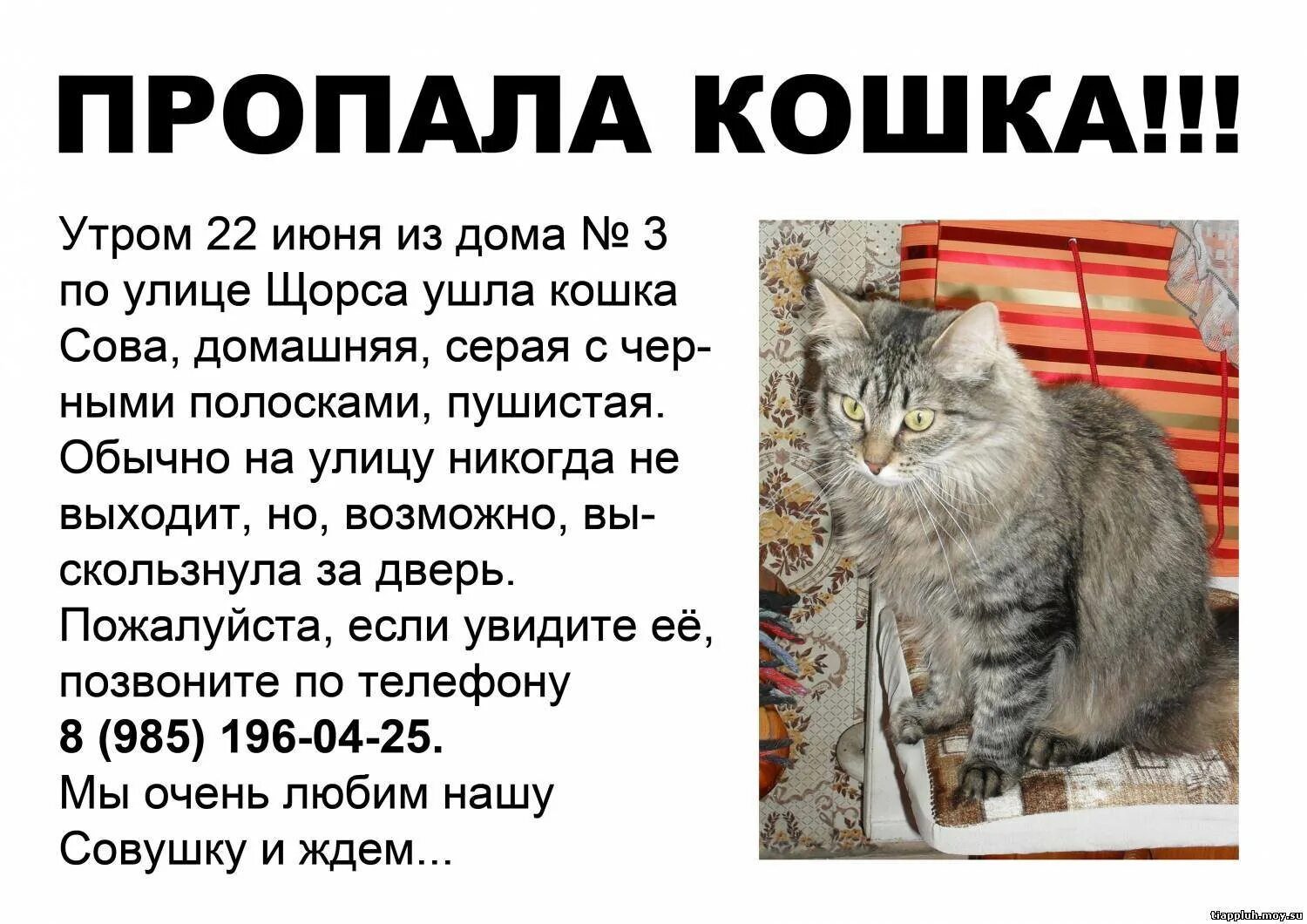 Почему кошка ищет
