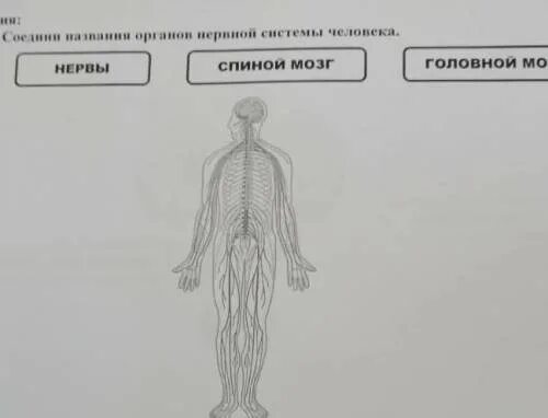 Тест по теме мозг 8 класс. Спинной мозг. Головной и спинной мозг. Спинной мозг ЕГЭ. Графологическая структура спинного мозга.