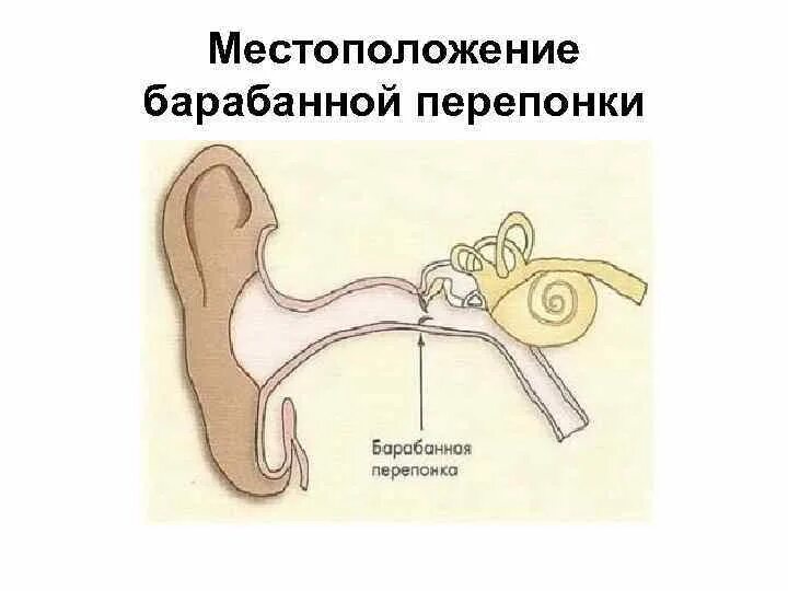 Положение барабанной перепонки. Втянутость барабанной перепонки. Как расположена барабанная перепонка. Барабанная перепонка отделяет. Барабанная перепонка норма у детей.