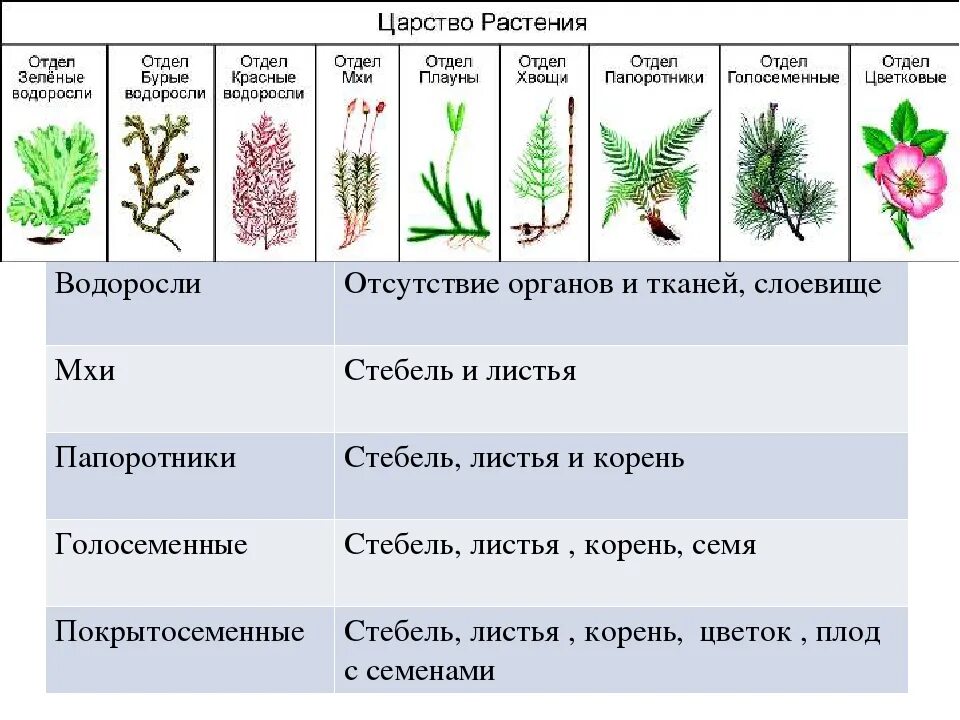 Признаки отделов царства растений. Отделы царства растений 7 класс биология. Царство растения отдел цветковые. Отделы растений 7 класс биология. Однодольные листостебельные мхи папоротниковые хвощовые что лишнее