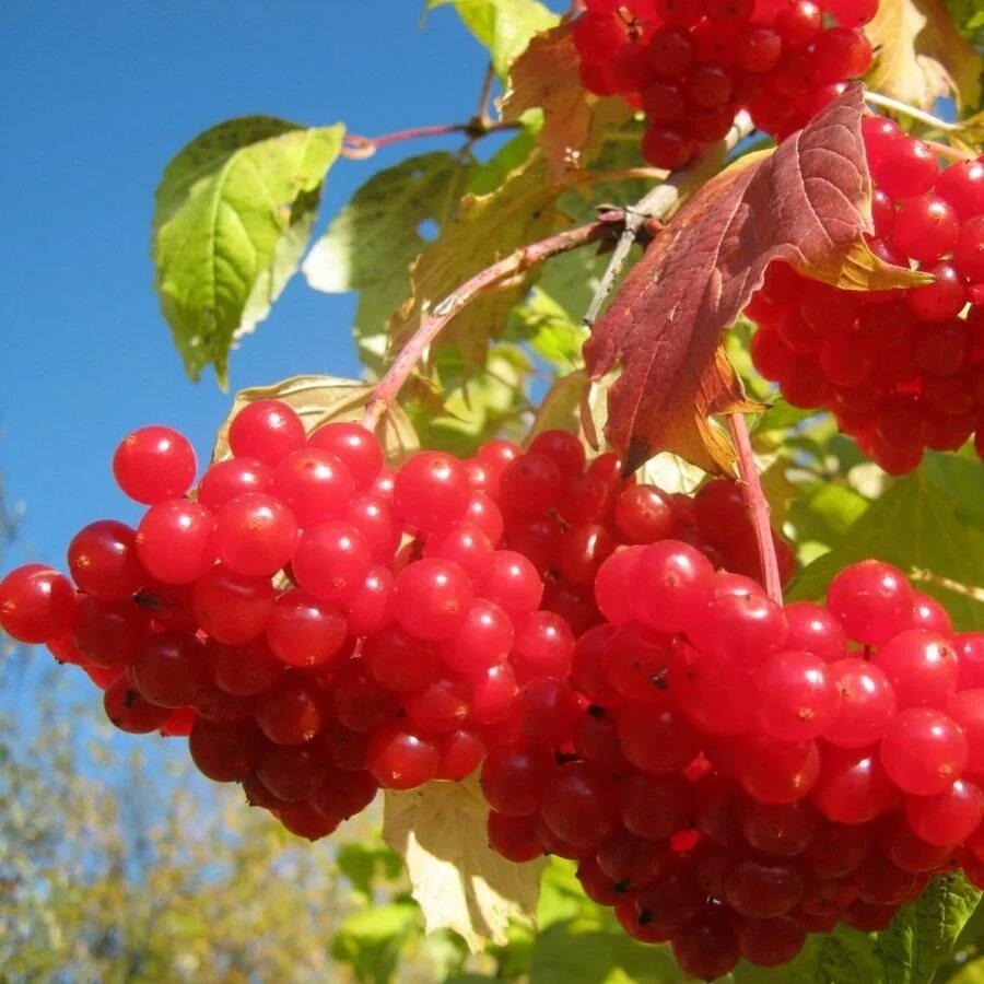 Калина ульгень. Калина обыкновенная красная гроздь. Акация ягоды желтые гроздья. Ягода калина куст. С травяных кустов посыпались желтые гроздья.