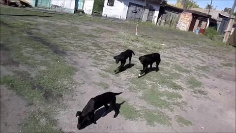 Поселок вольный